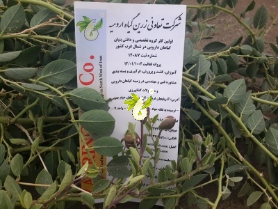 هندوانه کوهی،کور (کبر)