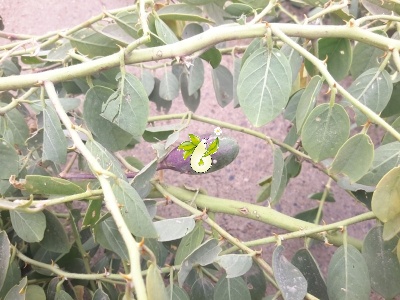 هندوانه کوهی،کور (کبر)
