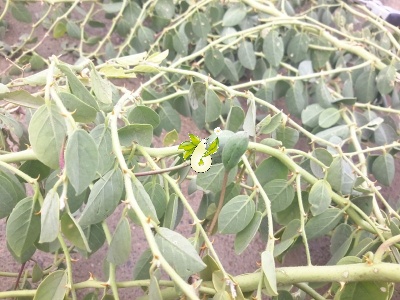 هندوانه کوهی،کور (کبر)