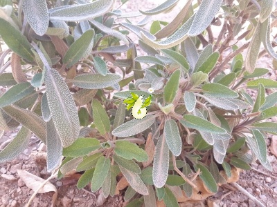مریم گلی دارویی