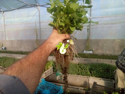 سنبل الطیب اروپایی