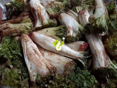 کنگر