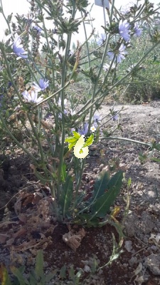 کاسنی