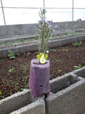 رزماری