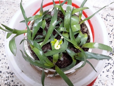 والک - گل آقا - تره کوهی