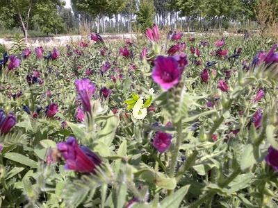 گاوزبان ایرانی