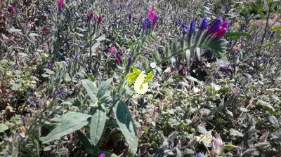گاوزبان ایرانی