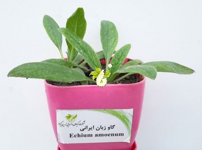 گاوزبان ایرانی