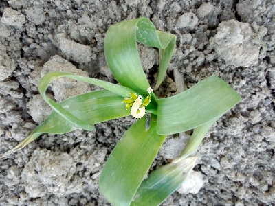 والک - گل آقا - تره کوهی