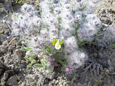 چای کوهی