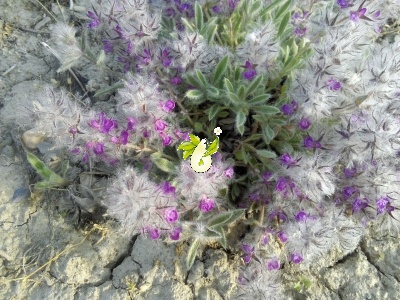 چای کوهی