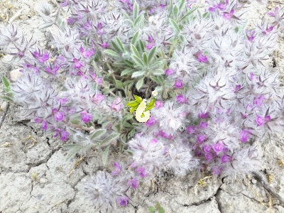 چای کوهی