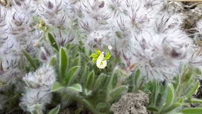 چای کوهی