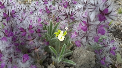 چای کوهی