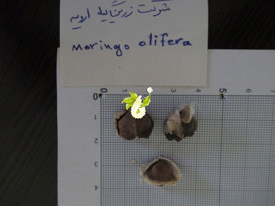 مورینگا الیفرا - Moringa oleifera