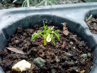 مورینگا الیفرا - Moringa oleifera