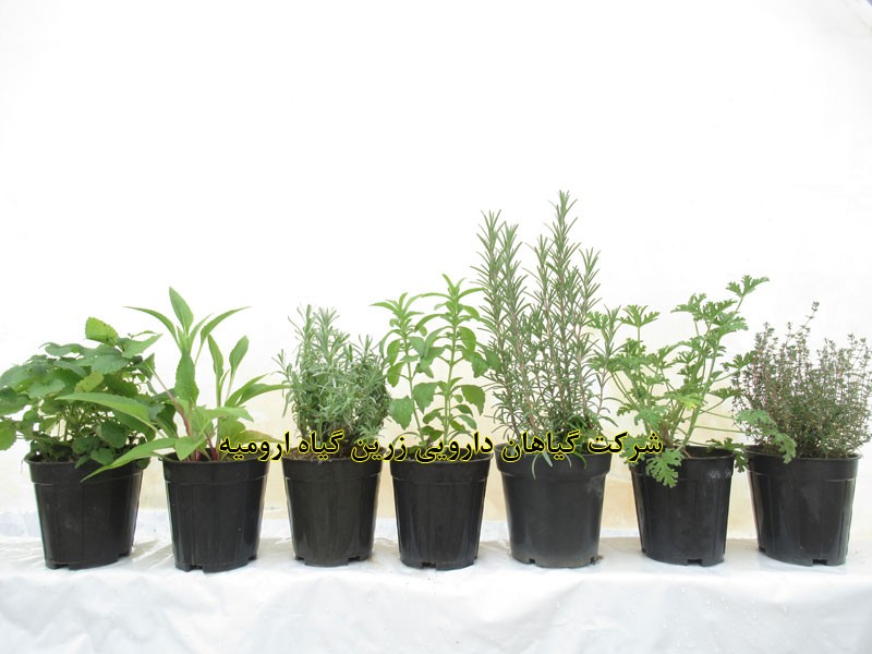 تولید گلدانی گیاهان دارویی به درخواست مشتری