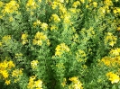 فیلم تولید و فروش گل راعی ( علف چای، هوفاریقون ) (گلخانه گیاهان دارویی شرکت زرین گیاه) فیلم تولید و فروش گل راعی ( علف چای، هوفاریقون ) (گلخانه گیاهان دارویی شرکت زرین گیاه)