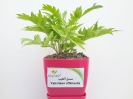 فیلم تولید و فروش سنبل الطیب (گلخانه گیاهان دارویی شرکت زرین گیاه) فیلم تولید و فروش سنبل الطیب (گلخانه گیاهان دارویی شرکت زرین گیاه)