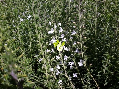 مرزه کوهی