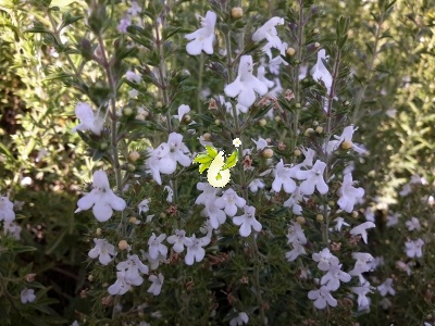 مرزه کوهی