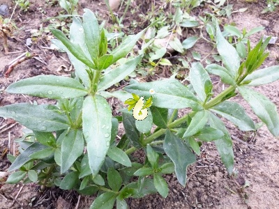 روناس