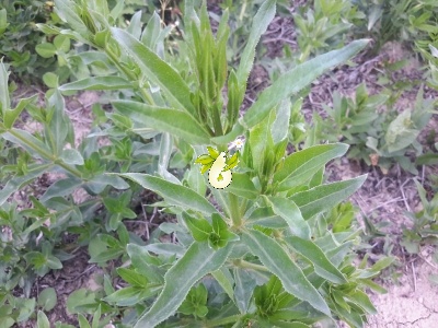 روناس