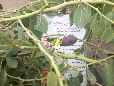 هندوانه کوهی،کور (کبر)