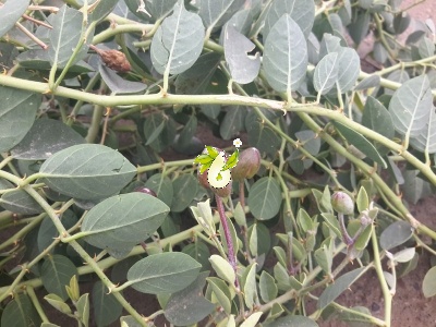 هندوانه کوهی،کور (کبر)
