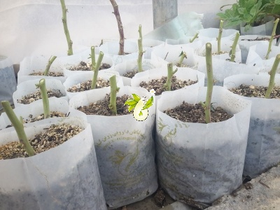 هندوانه کوهی،کور (کبر)