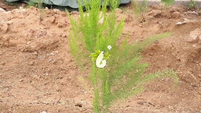 مارچوبه