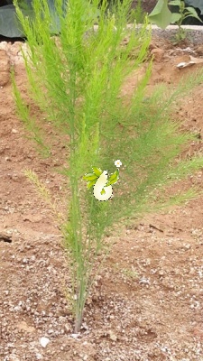 مارچوبه