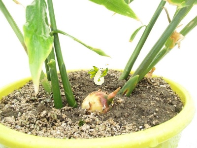 زنجبیل - Zingiber officinalis Rose