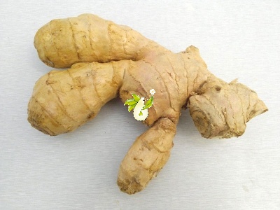 زنجبیل - Zingiber officinalis Rose