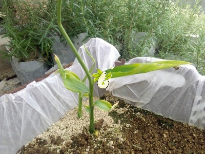 زنجبیل - جوانه زنجبیل - Zingiber officinalis Rose