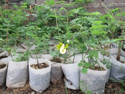 گل محمدی