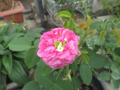 گل محمدی صدپر