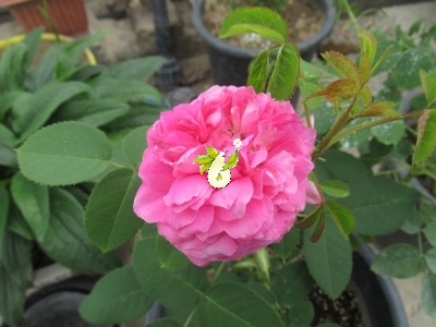 گل محمدی صدپر