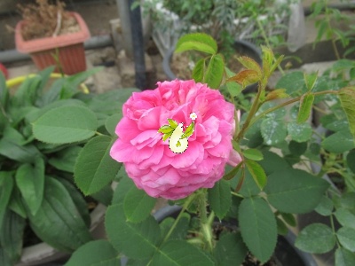 گل محمدی صدپر