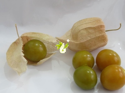  عروسک پشت پرده ( فیسالیس خوراکی تاسمانی)