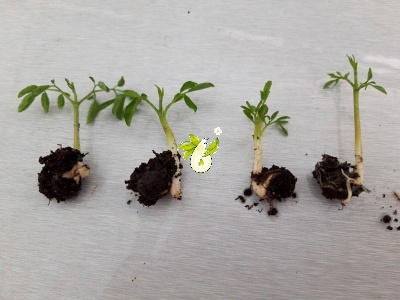 مورینگا الیفرا - Moringa oleifera