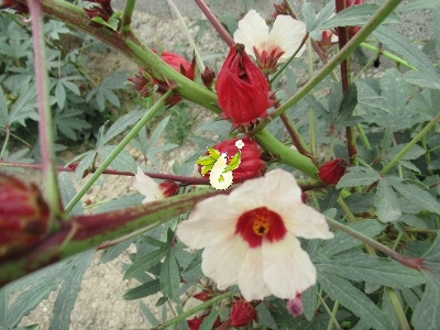 چای ترش