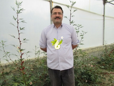 چای ترش