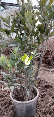 برگ بو، غار، رند