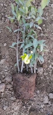 برگ بو، غار، رند