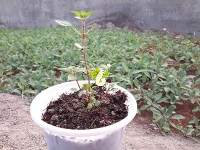 مرزنجوش کبیر