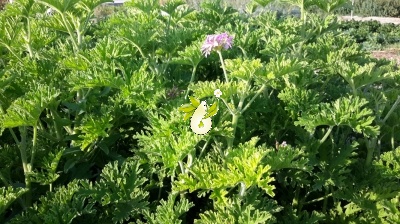 شمعدانی عطری