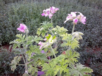 شمعدانی عطری