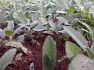 Salvia officinalis