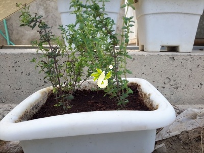 آویشن باغی
